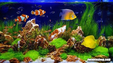 fish aquarium youtube